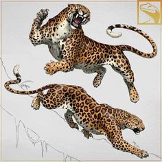 two large cheetah are jumping in the air