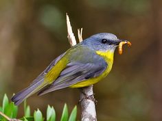 a blue and yellow bird sitting on top of a tree branch with an insect in it's mouth