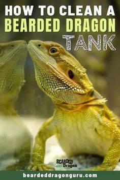 how to clean a bearded dragon tank with text overlay that reads, how to clean a bearded dragon tank