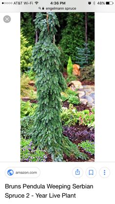 an image of a tree that is growing in the ground