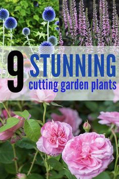 pink and blue flowers with the words 9 stunning cutting garden plants in front of them