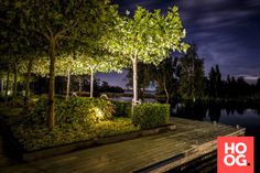 a wooden dock sitting next to a lush green forest filled with trees and bushes at night