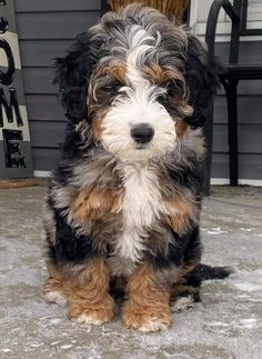 a small brown and black dog sitting on top of snow covered ground