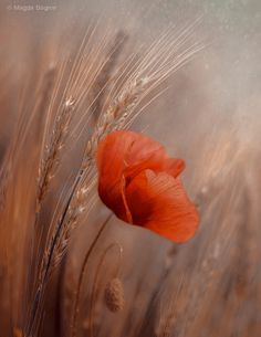 a red flower is in the middle of some brown grass and it looks to be floating