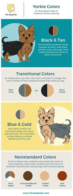 the different types of dogs that can be seen in this info sheet, which includes information about