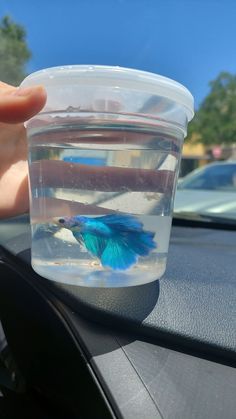 a small blue bird in a plastic cup on top of a car dash board, being held by someone's hand