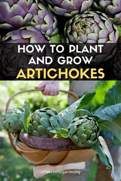 how to plant and grow artichokes in the garden with text overlay