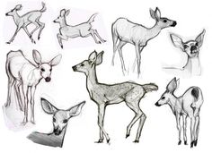 several different types of deer are shown in this sketching book, including an antelope