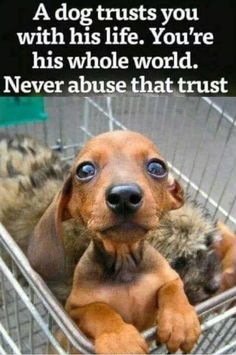 a dog sitting in a shopping cart with its paws on it's head and the caption reads, a dog trust you with his life you're his whole world never abused that trust