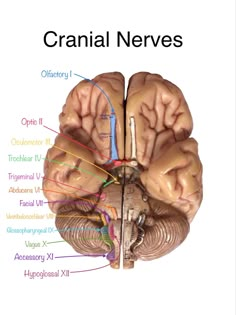 an image of the human brain showing cranial neves and their corresponding structures