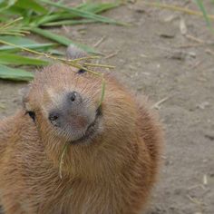 capy Capybara Tattoo, Aesthetic Capybara, Capybara Cake, Capybara Aesthetic, Capybara Wallpaper, Capybara Drawing