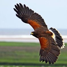 an orange and black bird is flying in the air with it's wings spread