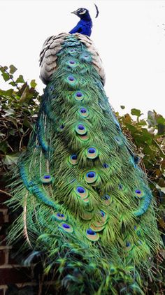 a peacock is standing on top of a brick wall with its feathers spread wide open