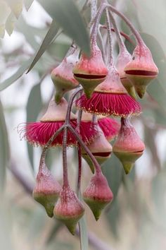 some pink flowers hanging from a tree branch