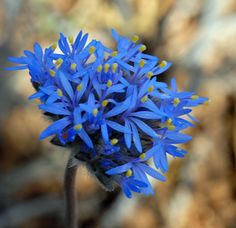 a blue flower with yellow tips on it