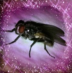 a fly sitting on top of a purple and pink star filled sky with stars in the background