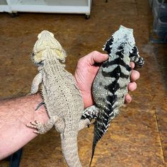 a person holding two small lizards in their hands, one is black and white the other is gray