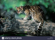 a small cat is walking on a tree branch