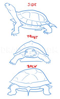 how to draw a turtle step by step