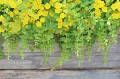 yellow and green flowers growing on the side of a wooden wall in front of a window