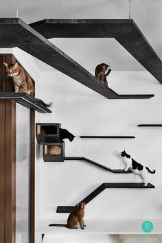 several cats sitting on top of shelves in a room with white walls and black metal railings