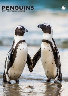 two penguins standing on the beach facing each other