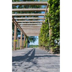 an empty walkway lined with trees and bushes