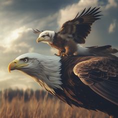 two bald eagles are perched on each other's shoulders in front of a cloudy sky