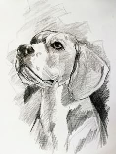 a drawing of a dog's head in black and white pencils on paper