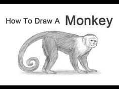 a drawing of a monkey with the words how to draw a monkey