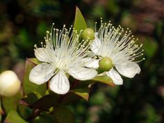 two white flowers with green leaves in the background