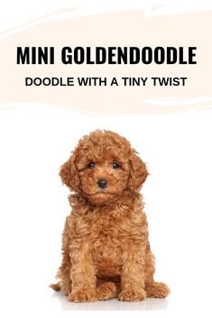 a small brown dog sitting on top of a white floor next to a sign that says mini goldendoodle doodle with a tiny twist