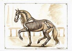 a drawing of a horse with skeleton parts on it's body and tail, running