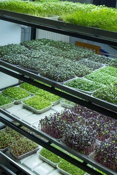 Read this before you start your microgreen farm in India. Microgreens Garden, Commercial Farming, Indoor Farming, Vegetable Garden Planner, Hydroponic Farming, Farming Business, Growing Microgreens, Vertical Farming