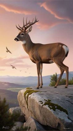 a deer standing on top of a rock next to a bird flying over it and another bird in the background