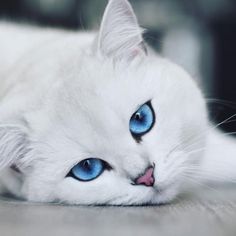 a white cat with blue eyes laying on the floor