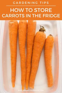 carrots in a plastic container with text overlay reading gardening tips how to store carrots in the fridge