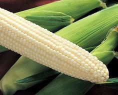 corn on the cob with green leaves