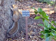 a squirrel is standing on its hind legs and reaching up to the side of a tree