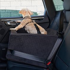 a small dog sitting in the back seat of a car with its head hanging out