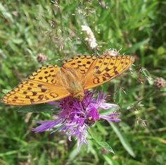 a butterfly sitting on top of a purple flower