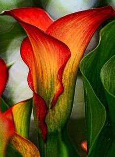 red and yellow flowers with green leaves in the background