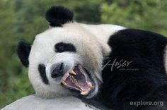 a panda bear laying on top of a rock with its mouth open and it's teeth wide open