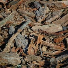 a bird is sitting on the ground with wood chips