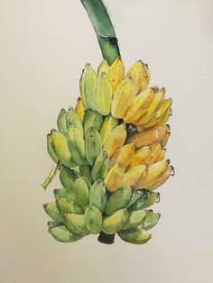 a drawing of a bunch of bananas on a branch