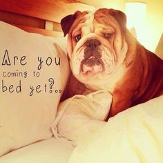 a dog laying on top of a bed next to a pillow that says are you coming to bed yet?