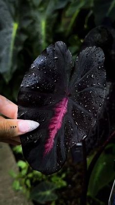 a hand holding a black flower with pink tips in the middle and water droplets on it