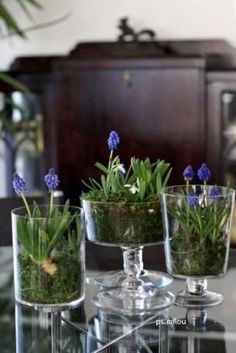 three glass vases filled with plants on top of a table