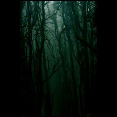 a dark forest filled with lots of trees