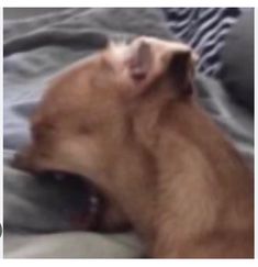 a brown dog laying on top of a bed